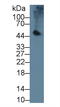 Pancreatic Lipase antibody, LS-C723760, Lifespan Biosciences, Western Blot image 