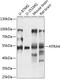 HtrA Serine Peptidase 4 antibody, 15-480, ProSci, Western Blot image 