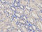 Lymphocyte Antigen 96 antibody, LS-B14871, Lifespan Biosciences, Immunohistochemistry frozen image 