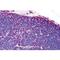 Toll Like Receptor 8 antibody, TA319919, Origene, Immunohistochemistry paraffin image 