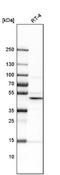 Kruppel Like Factor 5 antibody, NBP1-88508, Novus Biologicals, Western Blot image 