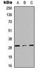 TNF Receptor Superfamily Member 4 antibody, LS-C358362, Lifespan Biosciences, Western Blot image 