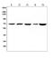 Heat Shock Protein Family A (Hsp70) Member 8 antibody, PA1816, Boster Biological Technology, Western Blot image 