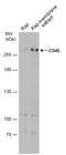 CD45 antibody, GTX116018, GeneTex, Western Blot image 