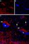 Cholinergic Receptor Muscarinic 4 antibody, PA5-77483, Invitrogen Antibodies, Immunohistochemistry paraffin image 