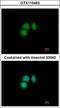 CUGBP Elav-Like Family Member 2 antibody, GTX115463, GeneTex, Immunocytochemistry image 