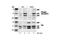 SHC Adaptor Protein 1 antibody, 2431S, Cell Signaling Technology, Western Blot image 