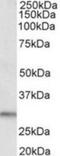 Tripartite Motif Containing 24 antibody, NB300-847, Novus Biologicals, Western Blot image 