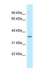 BUD23 RRNA Methyltransferase And Ribosome Maturation Factor antibody, orb331194, Biorbyt, Western Blot image 