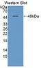 Neurotrophic Receptor Tyrosine Kinase 3 antibody, LS-C374349, Lifespan Biosciences, Western Blot image 