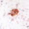 Beta-Amyloid Peptide antibody, orb47916, Biorbyt, Immunofluorescence image 