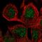 Sec1 Family Domain Containing 2 antibody, HPA036526, Atlas Antibodies, Immunocytochemistry image 