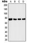 Interleukin 1 Receptor Associated Kinase 1 antibody, orb214112, Biorbyt, Western Blot image 