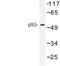 p53 antibody, LS-C177388, Lifespan Biosciences, Western Blot image 