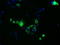 Fumarylacetoacetate Hydrolase Domain Containing 2A antibody, LS-C114993, Lifespan Biosciences, Immunofluorescence image 