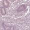 Calreticulin 3 antibody, HPA048460, Atlas Antibodies, Immunohistochemistry paraffin image 