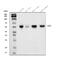 ETS Transcription Factor ERG antibody, A00793-1, Boster Biological Technology, Western Blot image 