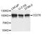 CD276 Molecule antibody, abx125416, Abbexa, Western Blot image 