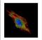 Charged Multivesicular Body Protein 2B antibody, NBP2-15886, Novus Biologicals, Immunofluorescence image 