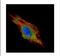 Charged multivesicular body protein 2b antibody, NBP2-15886, Novus Biologicals, Immunofluorescence image 