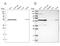 Pre-MRNA Processing Factor 4 antibody, NBP1-83218, Novus Biologicals, Western Blot image 