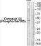 Gap Junction Protein Alpha 1 antibody, abx012647, Abbexa, Western Blot image 