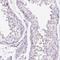 PHD Finger Protein 7 antibody, NBP2-49628, Novus Biologicals, Immunohistochemistry frozen image 