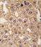 Adrenoceptor Beta 2 antibody, LS-C100823, Lifespan Biosciences, Immunohistochemistry frozen image 