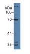 Interleukin-1 receptor-associated kinase-like 2 antibody, LS-C294803, Lifespan Biosciences, Western Blot image 