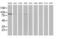 Bmk1 antibody, MA5-25341, Invitrogen Antibodies, Western Blot image 