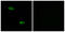 Olfactory Receptor Family 51 Subfamily E Member 2 antibody, LS-C120783, Lifespan Biosciences, Immunofluorescence image 