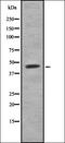 CCR4-NOT Transcription Complex Subunit 2 antibody, orb378260, Biorbyt, Western Blot image 