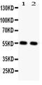 Solute Carrier Family 2 Member 4 antibody, PA5-80022, Invitrogen Antibodies, Western Blot image 