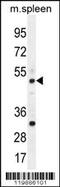 TBC1 Domain Family Member 13 antibody, 56-093, ProSci, Western Blot image 