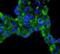 Protein WWC2 antibody, FNab09532, FineTest, Immunofluorescence image 