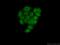 Histone-lysine N-methyltransferase NSD3 antibody, 11345-1-AP, Proteintech Group, Immunofluorescence image 