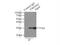 Tyrosine 3-Monooxygenase/Tryptophan 5-Monooxygenase Activation Protein Theta antibody, 14503-1-AP, Proteintech Group, Immunoprecipitation image 