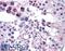 Autophagy Related 16 Like 1 antibody, 46-814, ProSci, Enzyme Linked Immunosorbent Assay image 