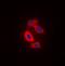 RAB31, Member RAS Oncogene Family antibody, orb376115, Biorbyt, Immunofluorescence image 