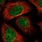 Mitochondrial Methionyl-TRNA Formyltransferase antibody, NBP1-81871, Novus Biologicals, Immunofluorescence image 