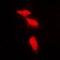 Protein Phosphatase 2 Regulatory Subunit B'Alpha antibody, orb214430, Biorbyt, Immunofluorescence image 