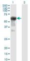 Prune Exopolyphosphatase 1 antibody, orb95256, Biorbyt, Western Blot image 