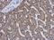 Glutamate Dehydrogenase 2 antibody, NBP2-16678, Novus Biologicals, Immunohistochemistry paraffin image 