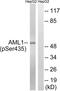 RUNX Family Transcription Factor 1 antibody, LS-C198625, Lifespan Biosciences, Western Blot image 