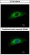 Keratin 7 antibody, GTX110414, GeneTex, Immunofluorescence image 