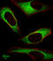 Inosine Triphosphatase antibody, LS-C165338, Lifespan Biosciences, Immunofluorescence image 
