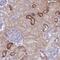 Neurobeachin Like 1 antibody, NBP2-33568, Novus Biologicals, Immunohistochemistry paraffin image 