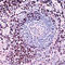 CD45RO antibody, LS-C87550, Lifespan Biosciences, Immunohistochemistry paraffin image 