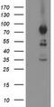 Activating Signal Cointegrator 1 Complex Subunit 2 antibody, TA502806, Origene, Western Blot image 