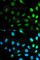 NEDD8 Ubiquitin Like Modifier antibody, A1163, ABclonal Technology, Immunofluorescence image 
